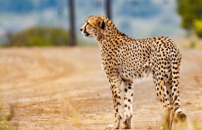 conservancy-395x256-2